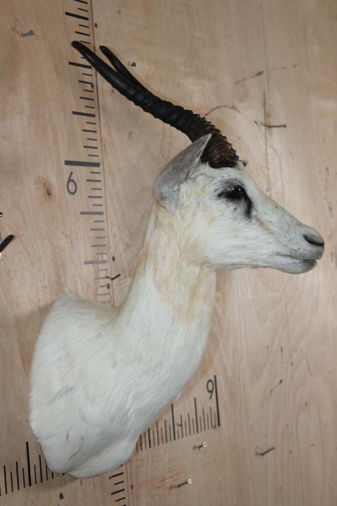 WHITE SPRINGBOK Shoulder Mount - 3