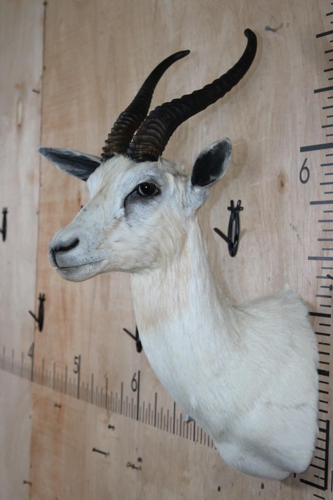 WHITE SPRINGBOK Shoulder Mount - 4