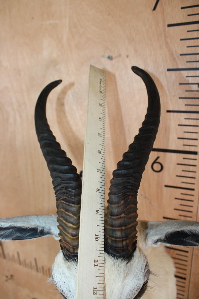 WHITE SPRINGBOK Shoulder Mount - 5