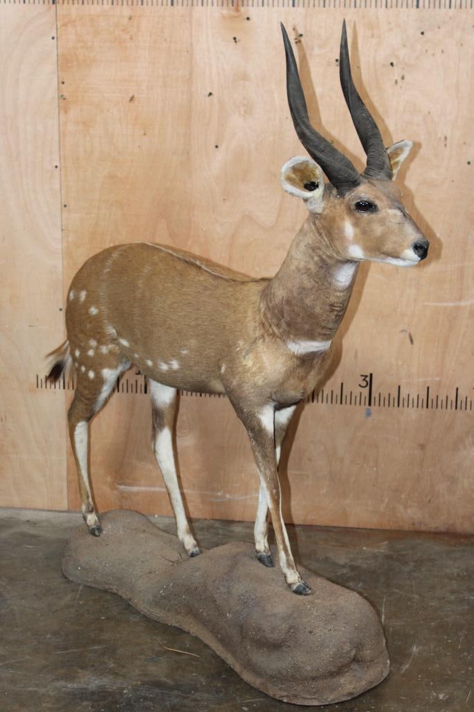 Life-sized BUSHBUCK on a Natural Base (1 of 7)