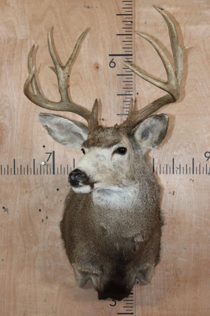 12-Point MULE DEER Shoulder Mount - 2