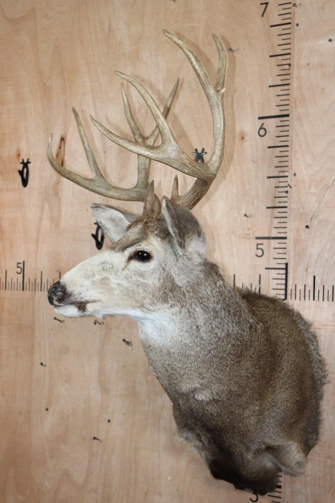 12-Point MULE DEER Shoulder Mount - 3
