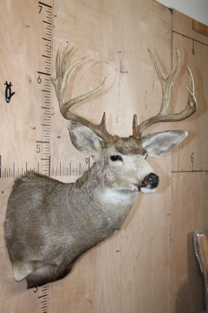 12-Point MULE DEER Shoulder Mount - 4