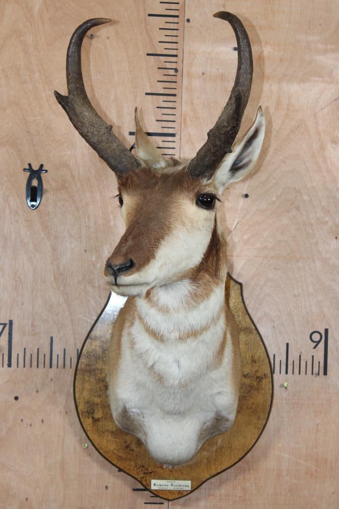 PRONGHORN Shoulder Mount on a Wood Plaque (1 of 5)