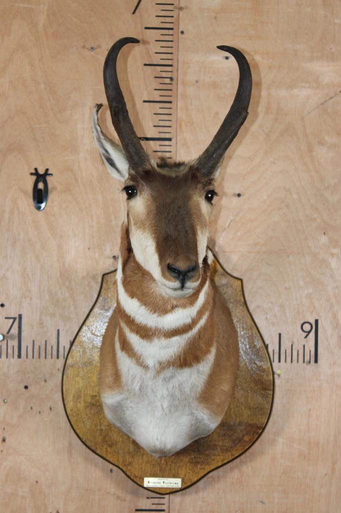PRONGHORN Shoulder Mount on a Wood Plaque - 2