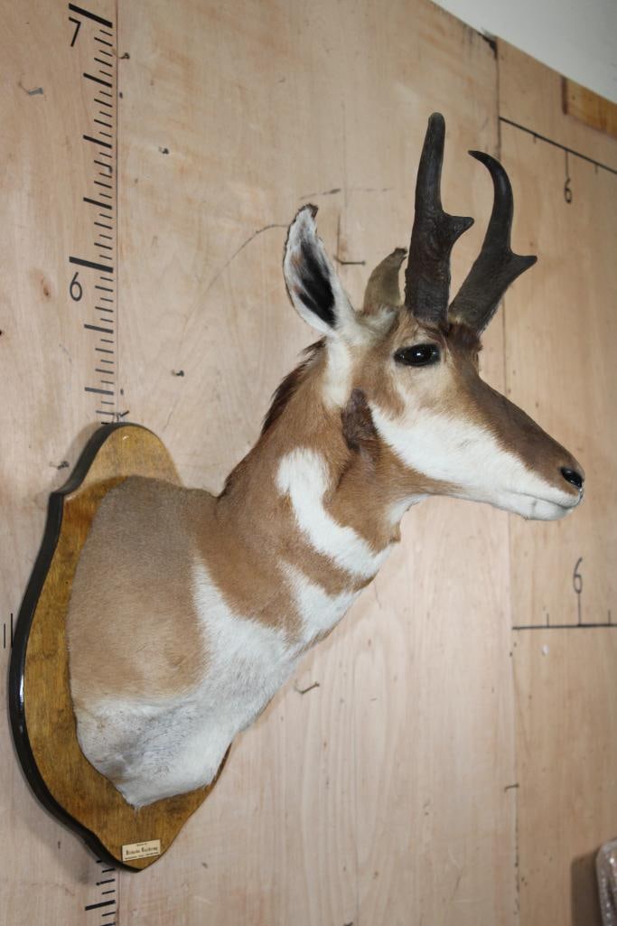 PRONGHORN Shoulder Mount on a Wood Plaque - 3