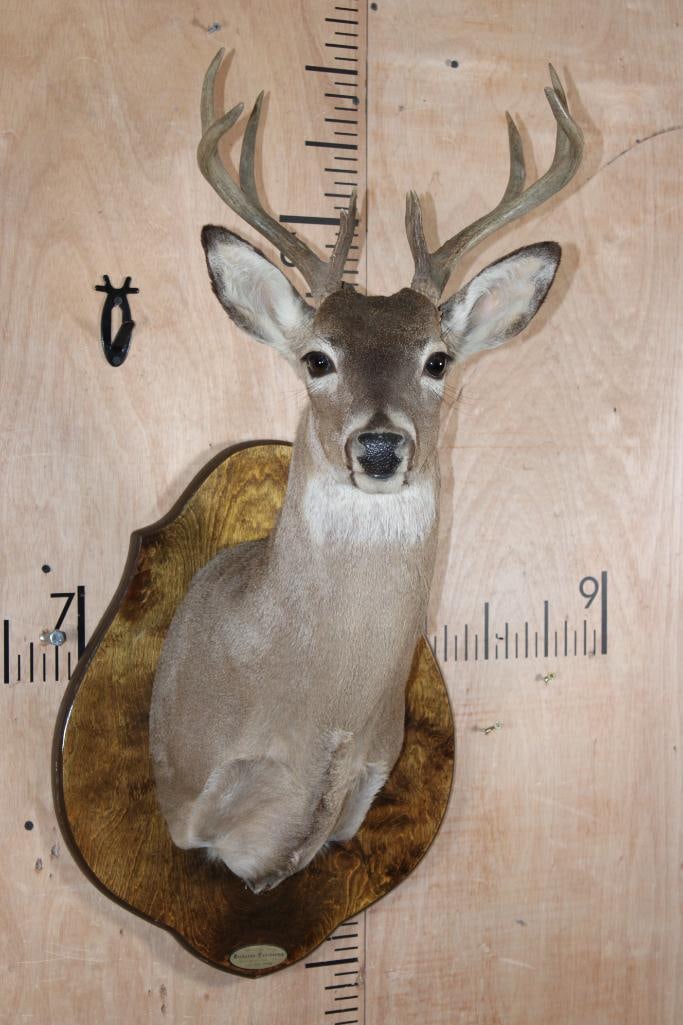 10-Point WHITETAIL DEER Shoulder Mount on a Wood Plaque (1 of 5)