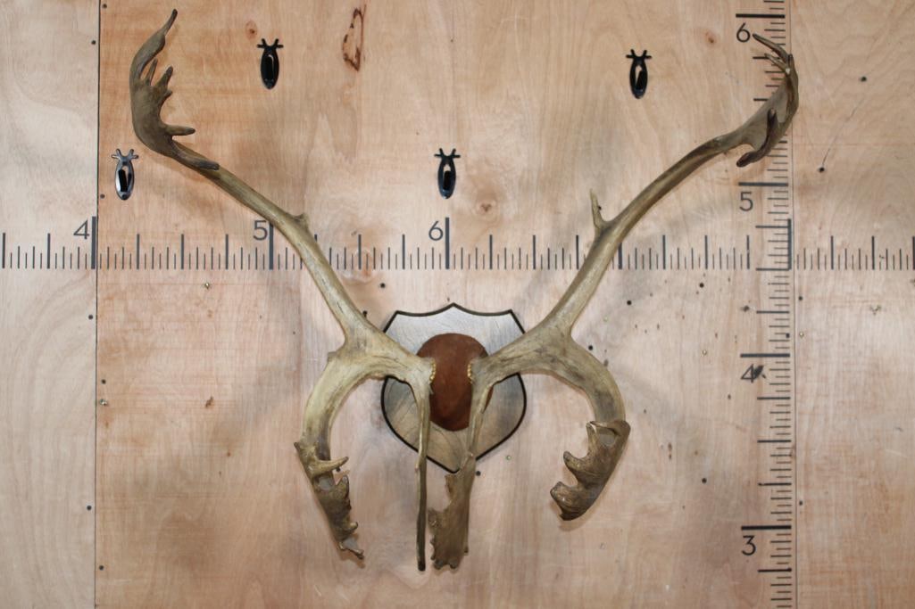 Heavy Double Shovel 26-Point CARIBOU Antler Rack on a Wood Plaque (1 of 5)
