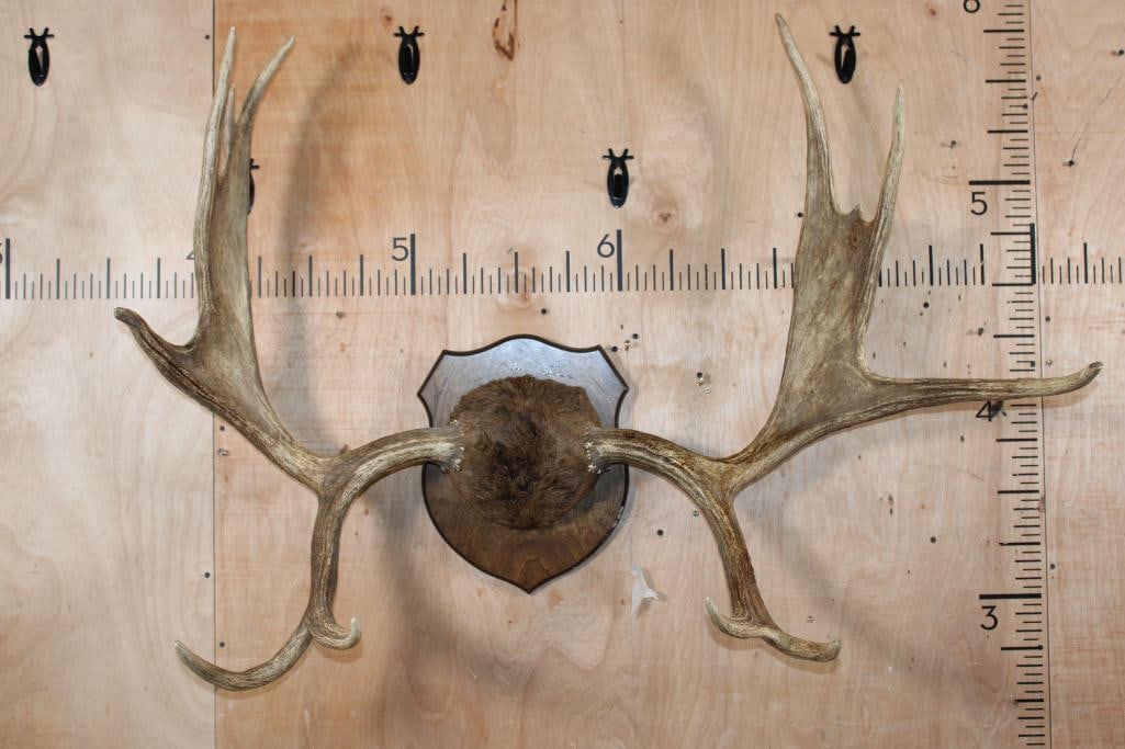 Big SHIRAS MOOSE Rack with Moose Hide on a Wood Plaque (1 of 5)