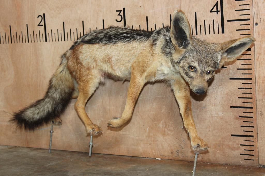 Life-sized BLACK-BACKED JACKAL on Bolts with No Base: Life-sized BLACK-BACKED JACKAL on Bolts with No Base. It measures 31" Long x 7" Wide x 17" Tall and is in Good Condition. TAXIDERMY 