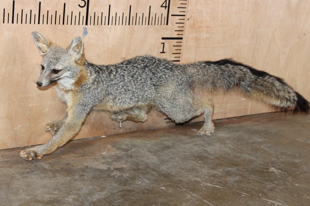 Life-sized GREY FOX on Wires with No Base (1 of 6)