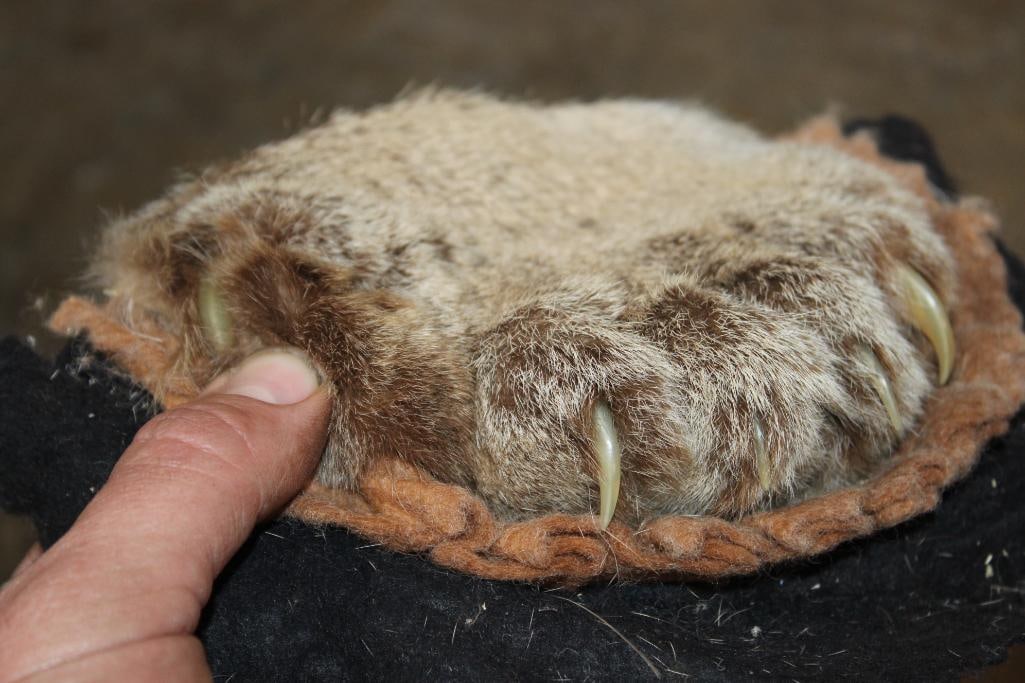 (4) MOUNTAIN LION or COUGAR Paws with All its Claws - 2