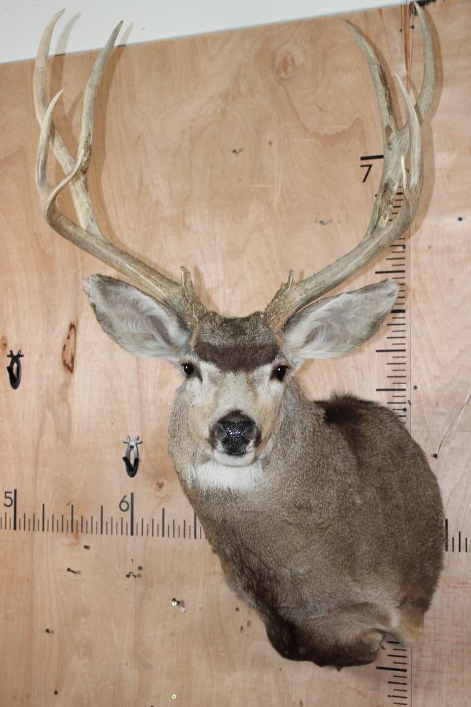 Big 10-Point MULE DEER Shoulder Mount (1 of 5)