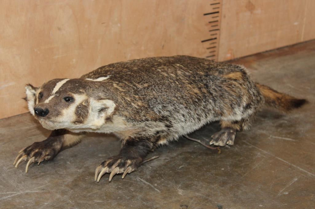 Life-sized NORTH AMERICAN BADGER on Wires with No Base: Life-sized NORTH AMERICAN BADGER on Wires with No Base. It measures 30" Long x 11" Wide x 9" Tall. It has All its Claws and is in Fair Condition. TAXIDERMY 