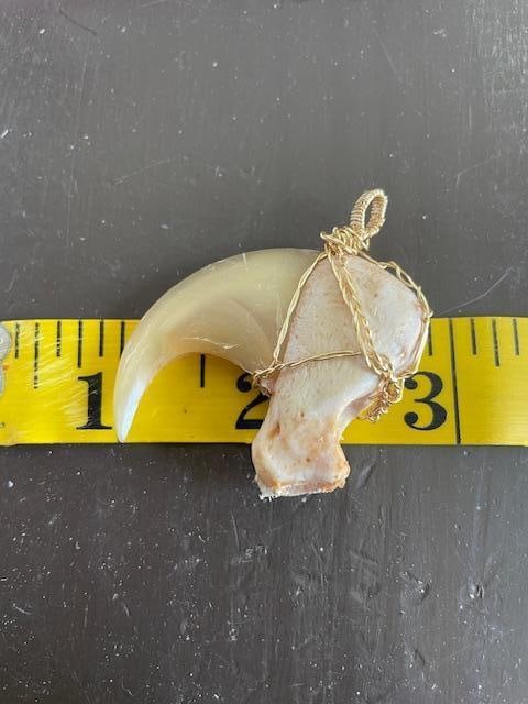COUGAR or MOUNTAIN LION "Front Killer" Dew Claw Wire Wrapped for Jewelry - 3