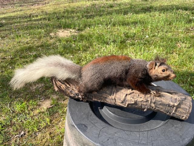 *Rarely Seen* Life-sized ALBERT'S SQUIRREL on a Log Base (1 of 4)