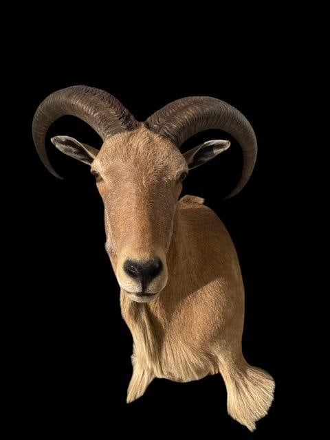 AOUDAD Shoulder Mount - 2