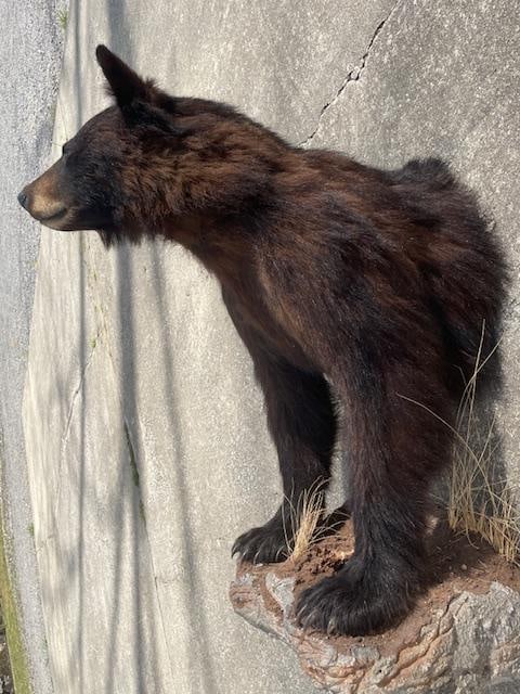 Half-body BLACK BEAR with Big Claws Mounted on a Rock Base (1 of 8)