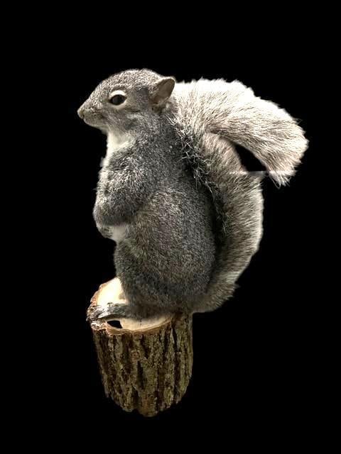 *New* Life-sized GREY SQUIRREL Taxidermy Mount on a Little Log Base (1 of 7)