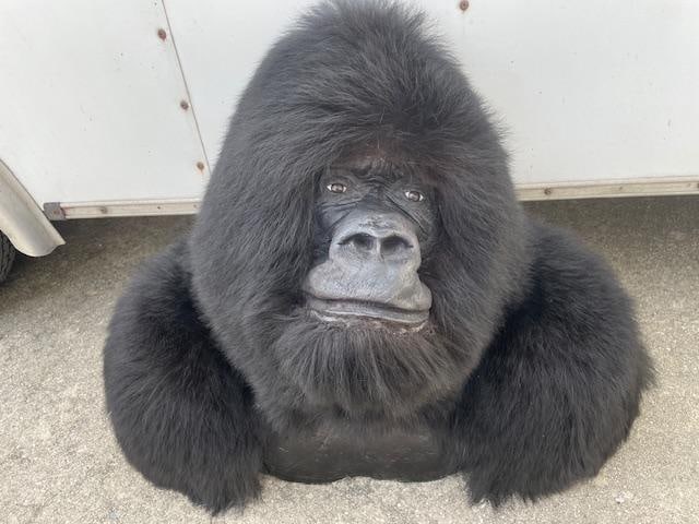 *New* Reproduction GORILLA Shoulder Mount: Awesome *New* and Very Realistic Reproduction GORILLA Shoulder Mount. It looks Alive! The Taxidermy is to scale, this is the only way we can have one! It was made from a Black Bear Hide and measures 2