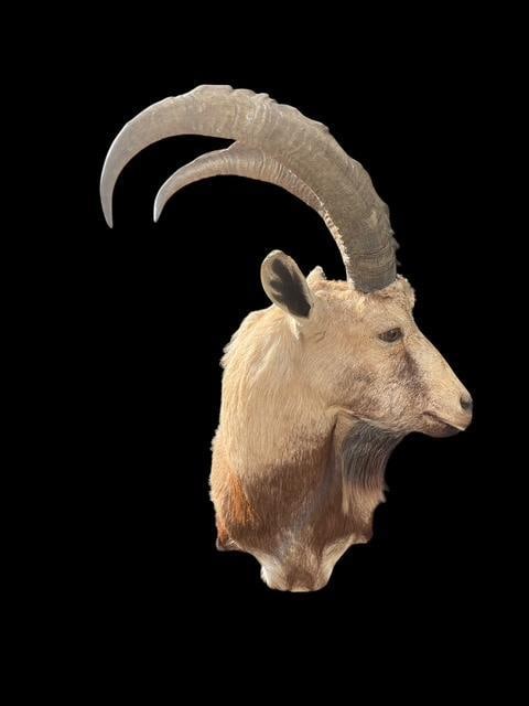 PERSIAN or BEZOAR IBEX Shoulder Mount (1 of 8)