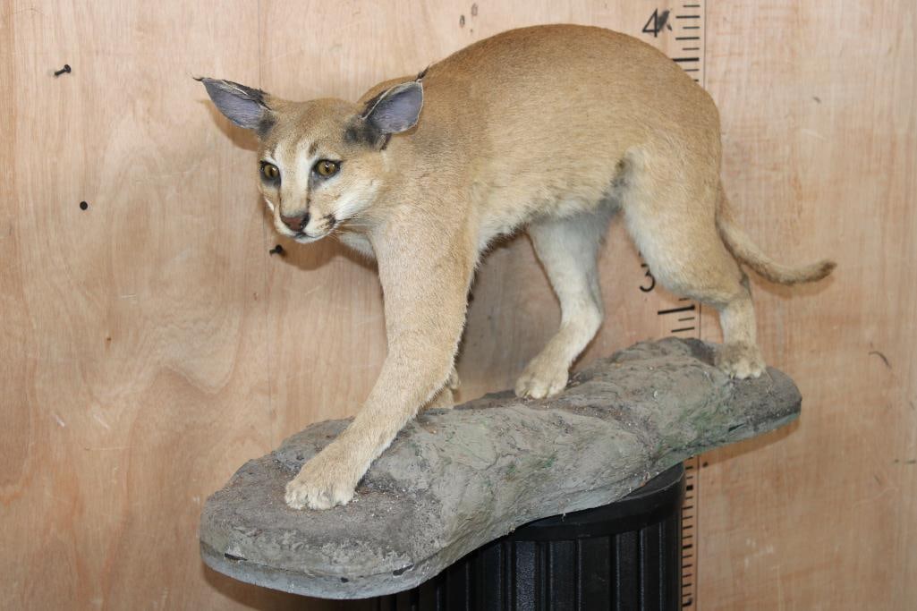 Life-sized CARACAL CAT on a Stationary Base: Nice Life-sized CARACAL CAT on a Stationary Base. It measures 33" Long x 11" Wide x 17" Tall and is in Good Condition. TAXIDERMY 