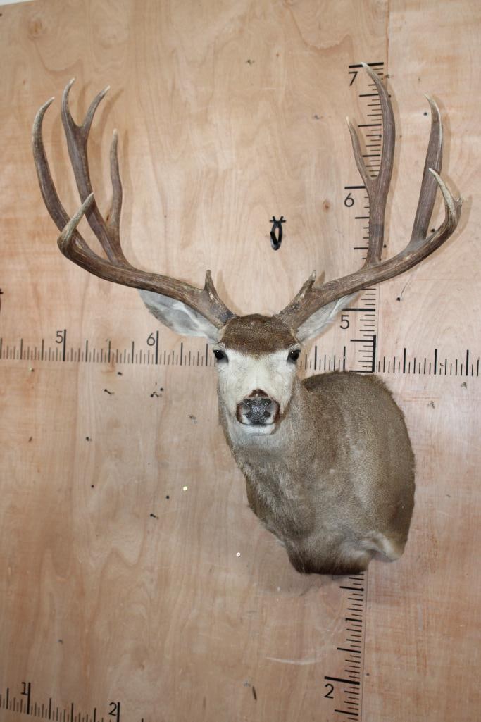 Big 11-Point MULE DEER Shoulder Mount (1 of 9)