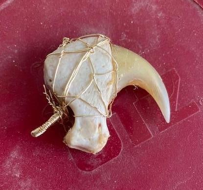 COUGAR or MOUNTAIN LION "Front Killer" Dew Claw, Wire Wrapped for Jewelry (1 of 4)