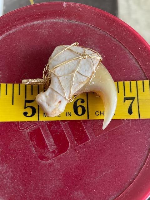 COUGAR or MOUNTAIN LION "Front Killer" Dew Claw, Wire Wrapped for Jewelry - 2