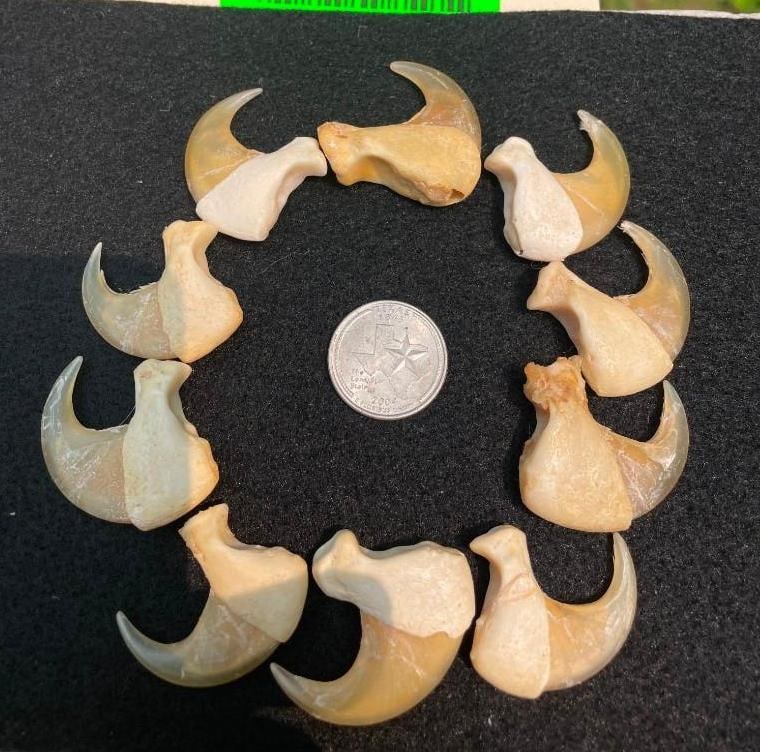 (10) MOUNTAIN LION or COUGAR Front Thumb or Dew Claws - 3