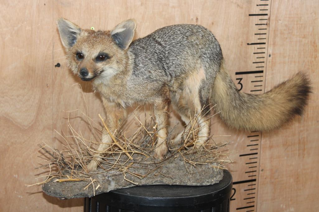 Life-sized GREY FOX on a Natural Habitat Base (1 of 7)