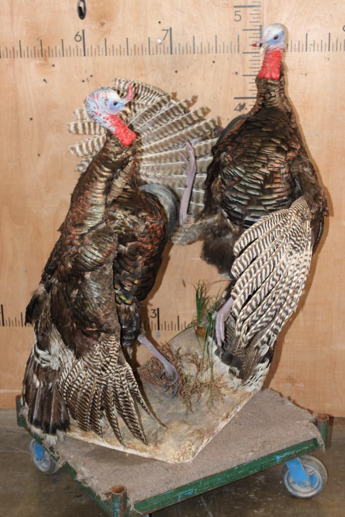 2 "Fighting" TURKEY TOMS on a Decorative Base (1 of 11)