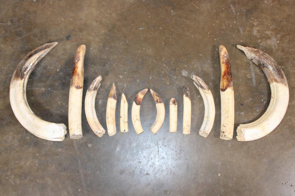 Big Set of (12) HIPPOPOTAMUS Ivory Tusks (1 of 4)