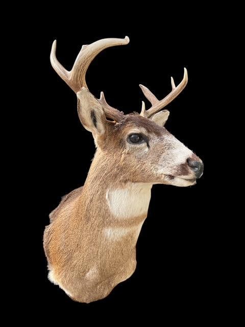 *Rarely Seen* SITKA BLACK-TAILED DEER Shoulder Mount (1 of 6)