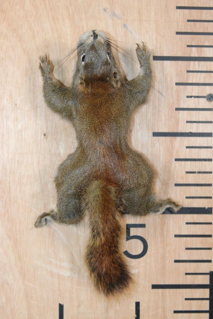 Life-sized American RED SQUIRREL on a Wall Hanger (1 of 5)