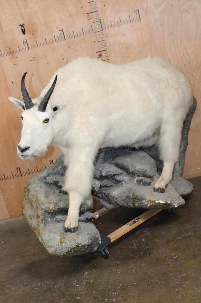 Big Life-sized MOUNTAIN GOAT on a Lightweight Rock Wall Hanging Base: Big Life-sized MOUNTAIN GOAT. The Left Horn measures 9 5/16" Long and the Right Horn measures 9.25" Long. He is mounted on a Lightweight Rock Wall Hanging Base. The Total Mount measures 70" Long