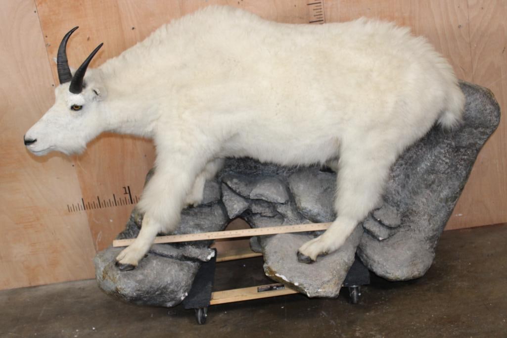 Big Life-sized MOUNTAIN GOAT on a Lightweight Rock Wall Hanging Base - 2
