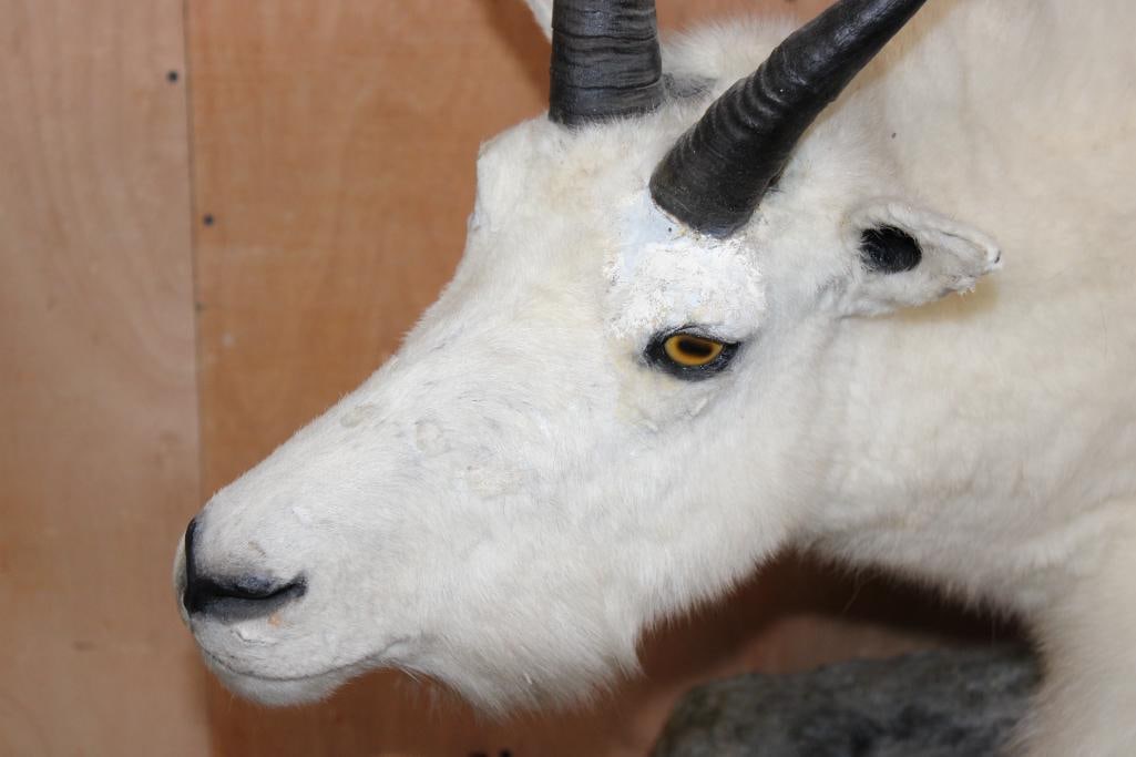 Big Life-sized MOUNTAIN GOAT on a Lightweight Rock Wall Hanging Base - 3