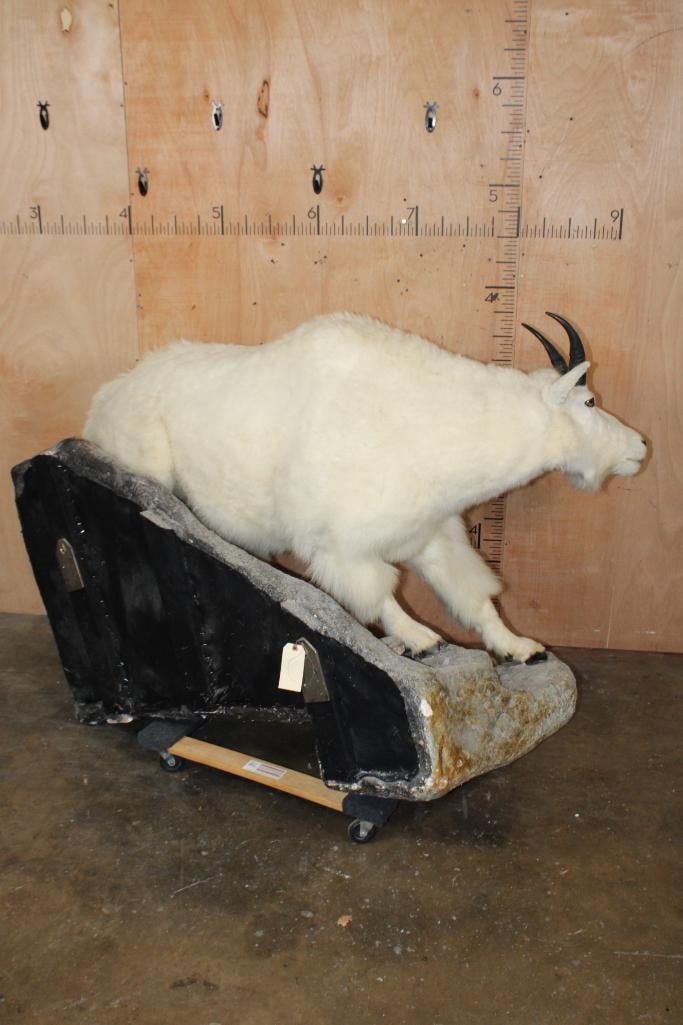 Big Life-sized MOUNTAIN GOAT on a Lightweight Rock Wall Hanging Base - 7