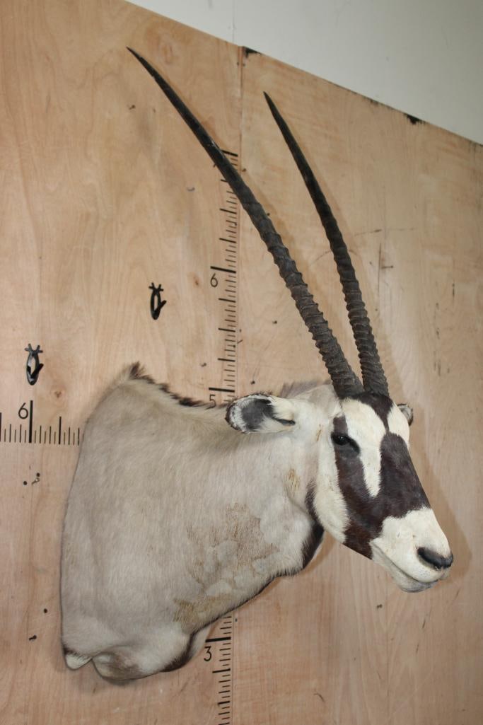 GEMSBOK Shoulder Mount - 2