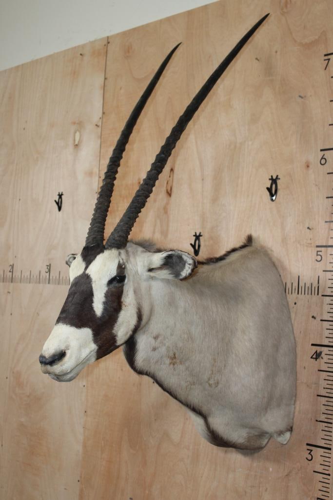GEMSBOK Shoulder Mount - 3