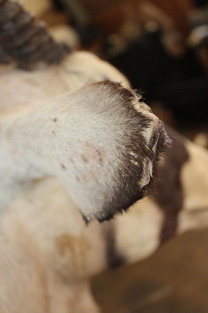 GEMSBOK Shoulder Mount - 7