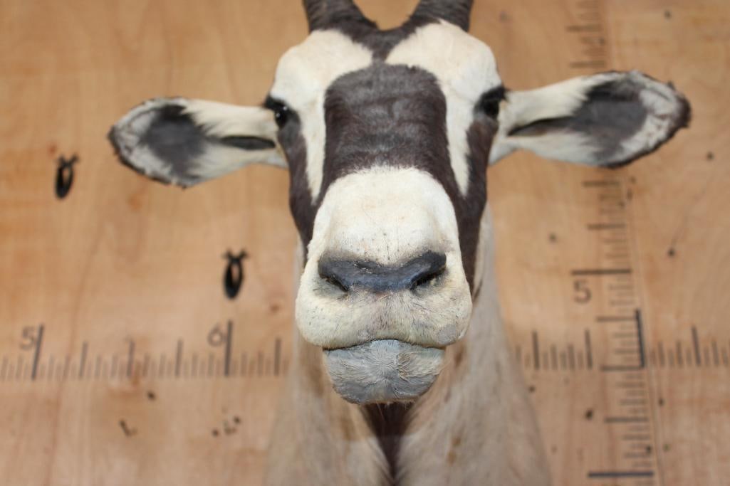 GEMSBOK Shoulder Mount - 8