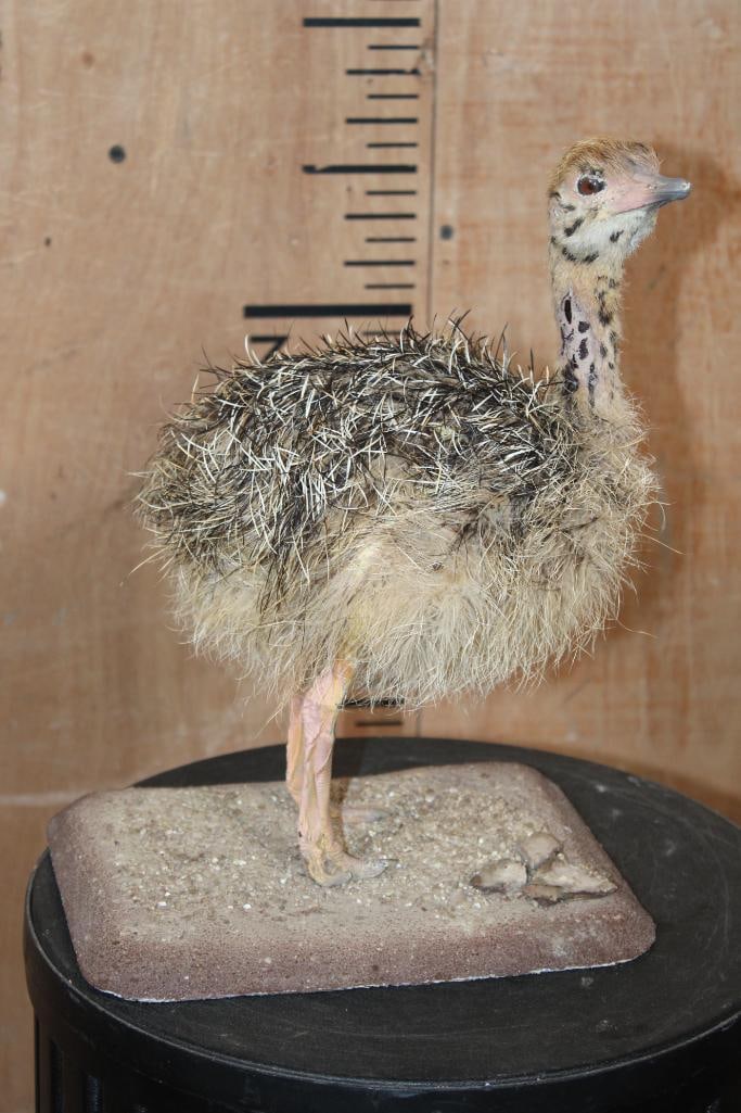 *Rarely Seen* Life-sized Baby OSTRICH on a Natural Base: *Rarely Seen* Life-sized Baby OSTRICH on a Natural Base. It measures 9" Long x 7" Wide x 12.5" Tall. This is an older mount that has some paint touch-ups on the neck. TAXIDERMY BIRDS 