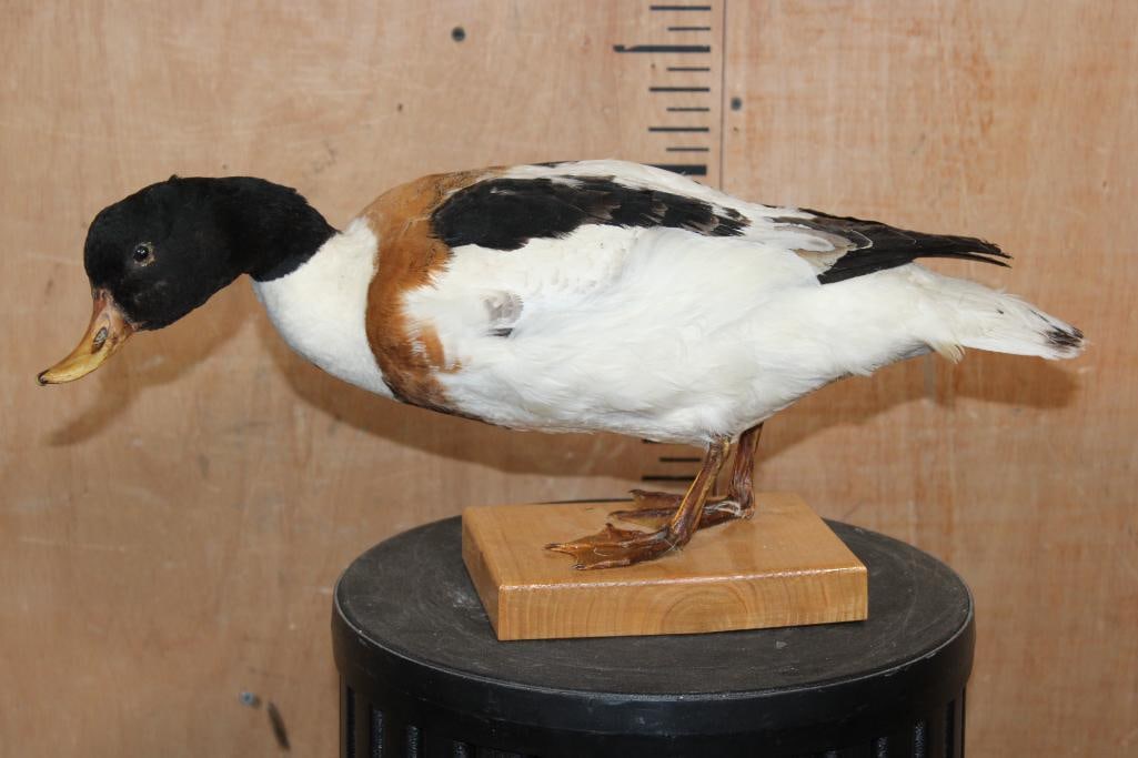 COMMON SHELDUCK on a Wood Base: Life-sized COMMON SHELDUCK from Eurasia. It is mounted on a Wood Base and measures 19.5" Long x 7" Wide x 8.5" Tall. TAXIDERMY BIRDS 