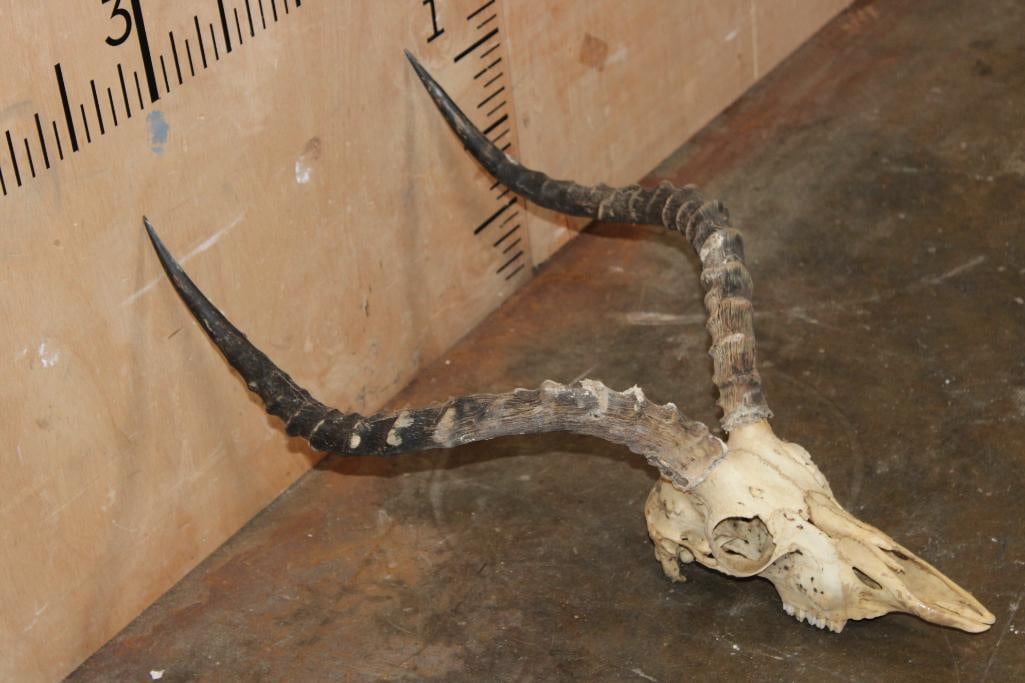 IMPALA Skull - 2