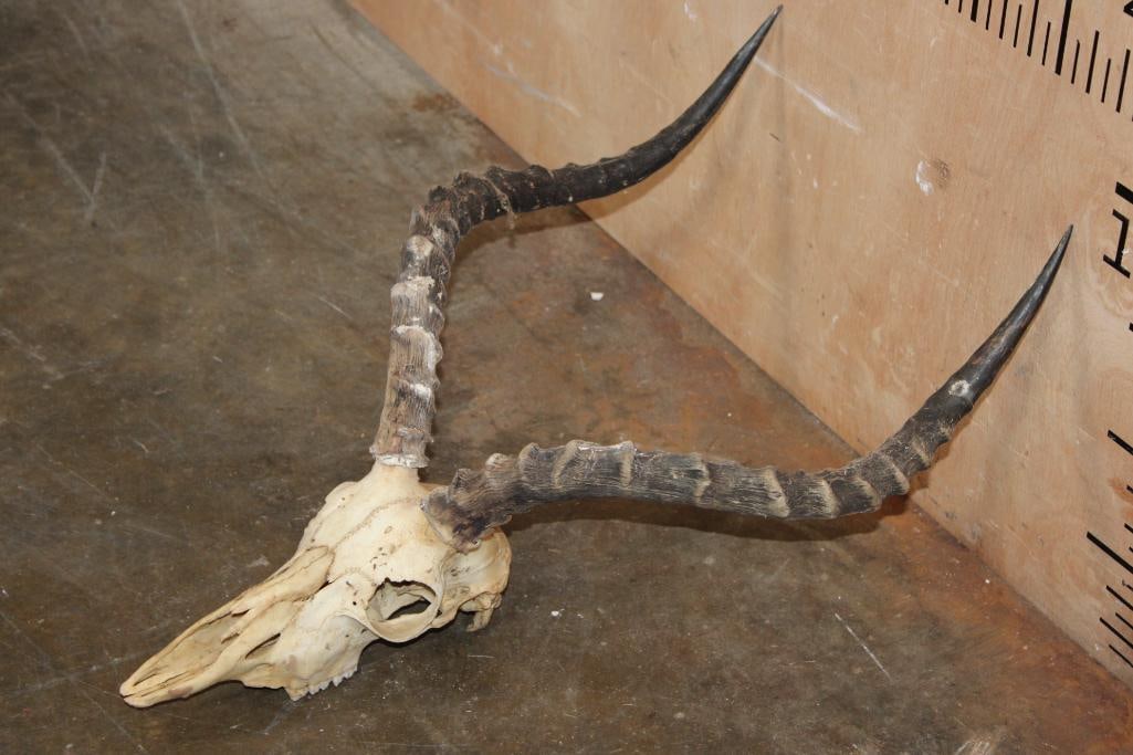 IMPALA Skull - 3