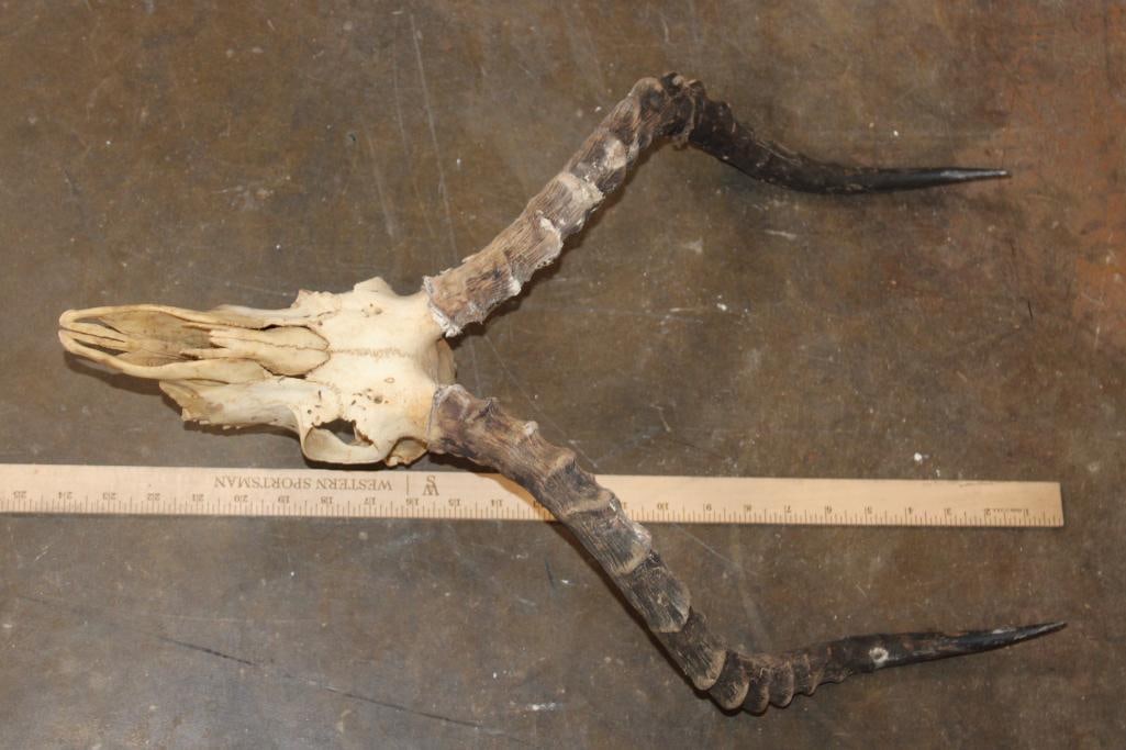 IMPALA Skull - 6