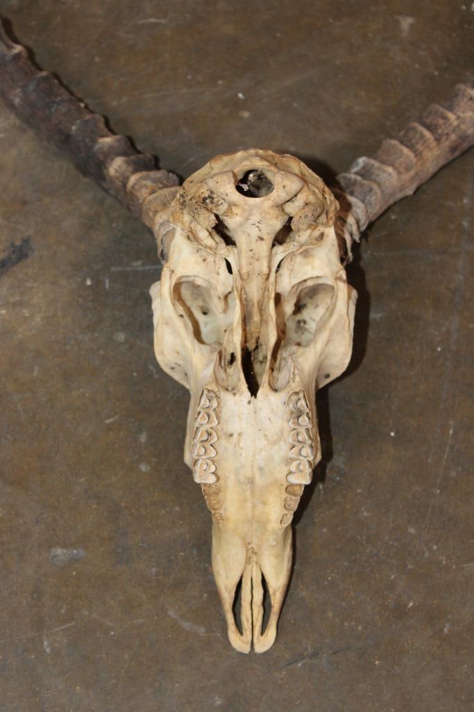 IMPALA Skull - 7