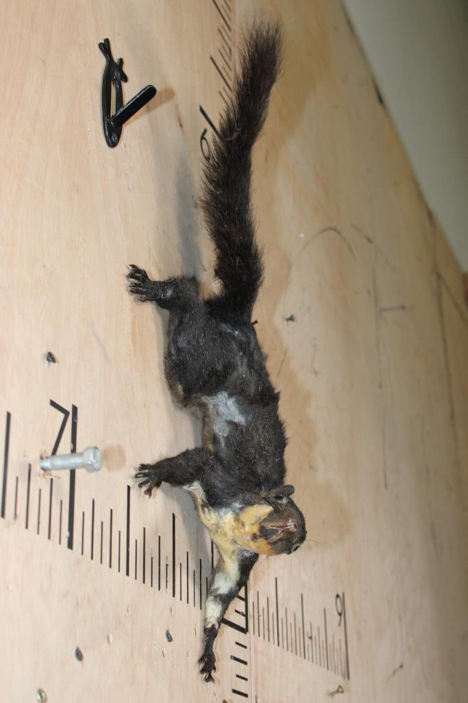 Life-sized BLACK SQUIRREL - 2